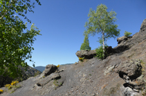 Des bouleaux sur le chemin de Sant Serni.