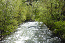 Forêt riveraine à la rivière Valira.